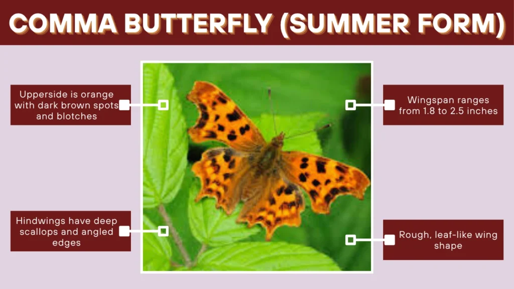 Comma Butterfly (Summer Form)
