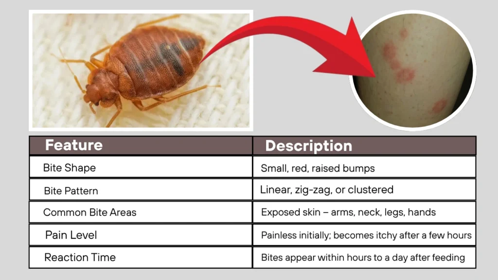 Common Bed Bug (Cimex lectularius)