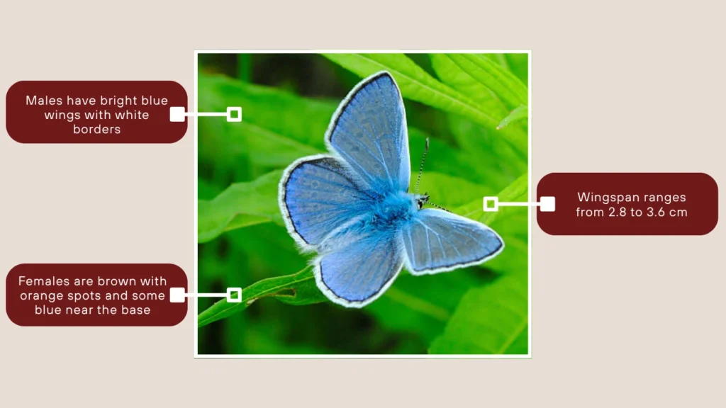 Common Blue Butterfly