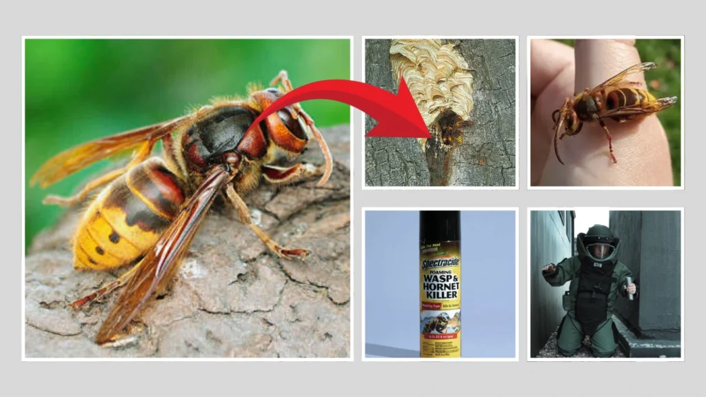 European hornets Control, Removal & Safety