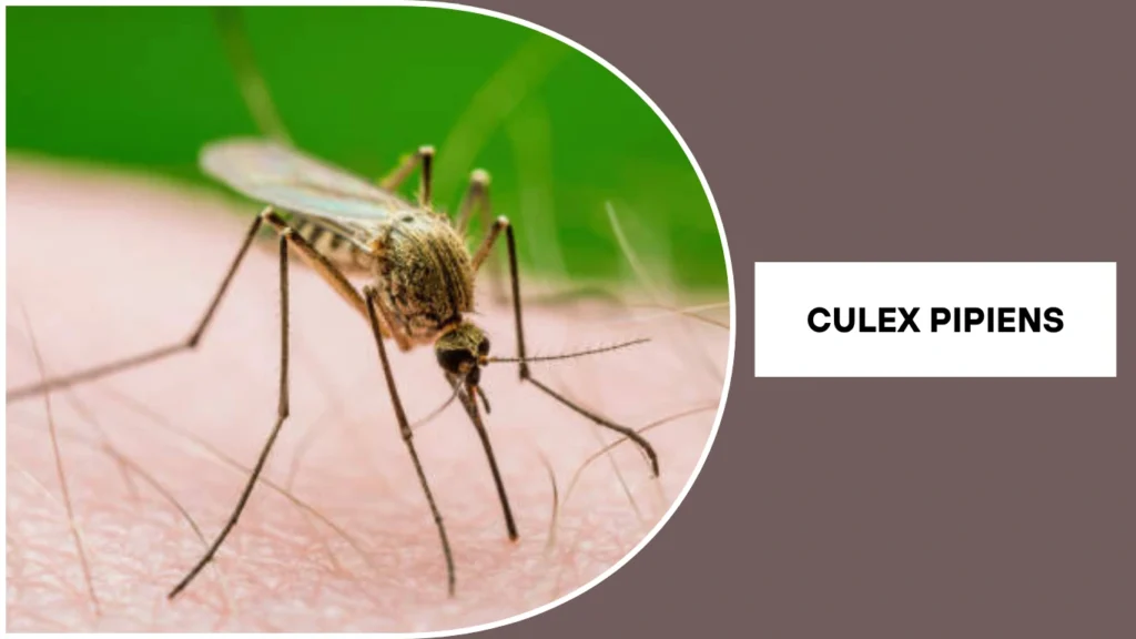 Culex pipiens