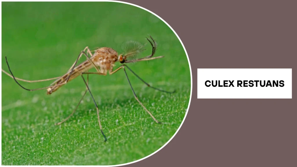 Culex restuans