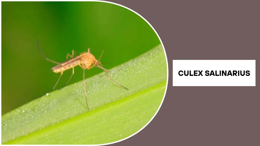 Culex salinarius