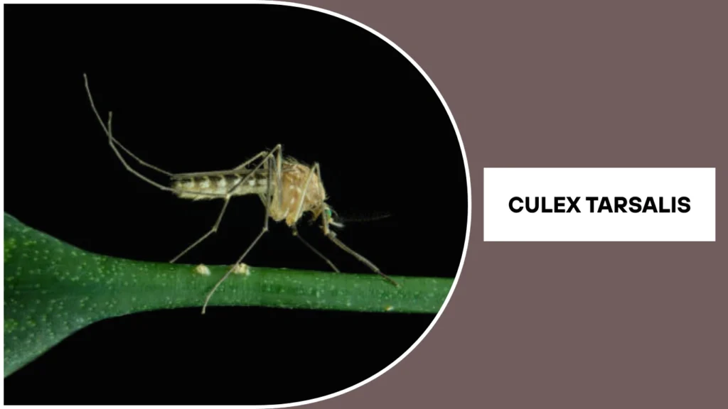 Culex tarsalis