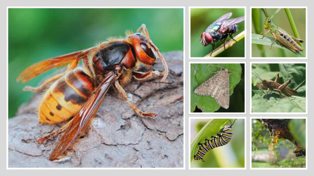 European hornets Diet & Predation