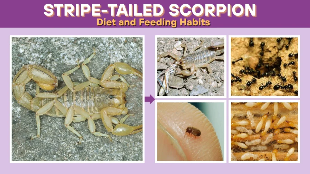 Stripe-Tailed Scorpion Diet and Feeding Habits