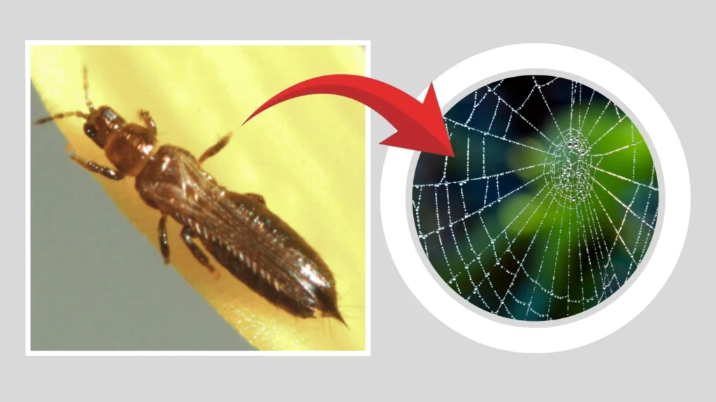 Do thrips make webs like spider mites