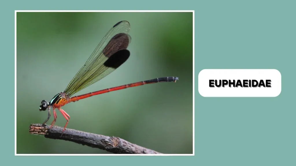 Euphaeidae (Gossamerwings)
