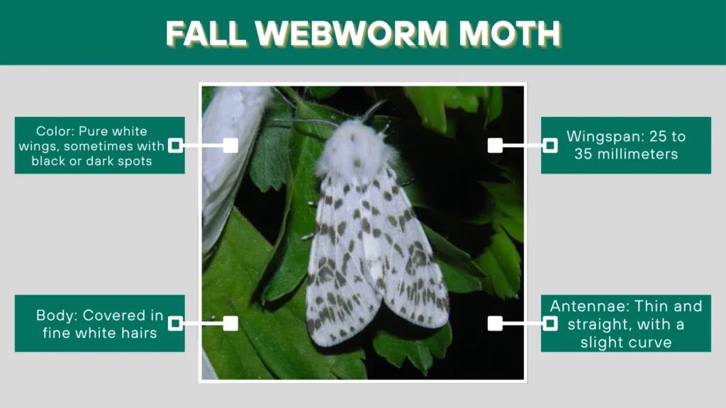 Fall Webworm Moth