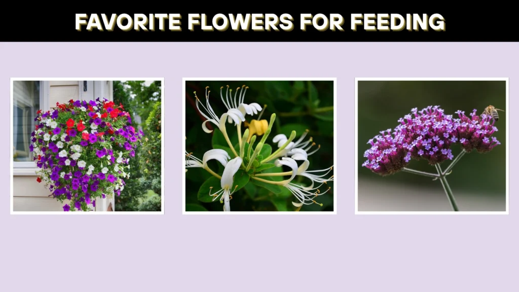 Favorite Flowers for Feeding