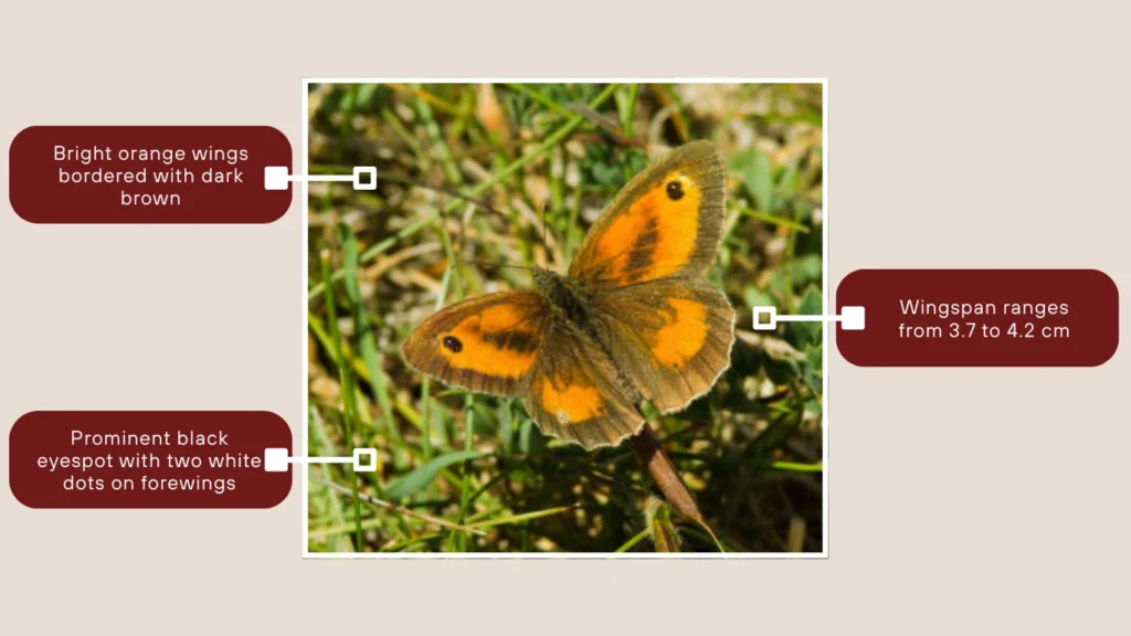 Gatekeeper Butterfly