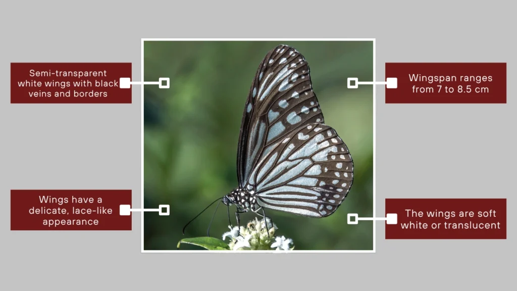 Glassy Tiger (Black and White Morph)