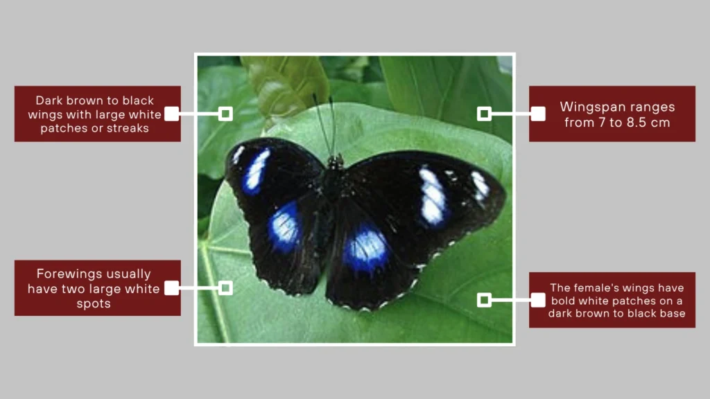 Great Eggfly (Female Form)