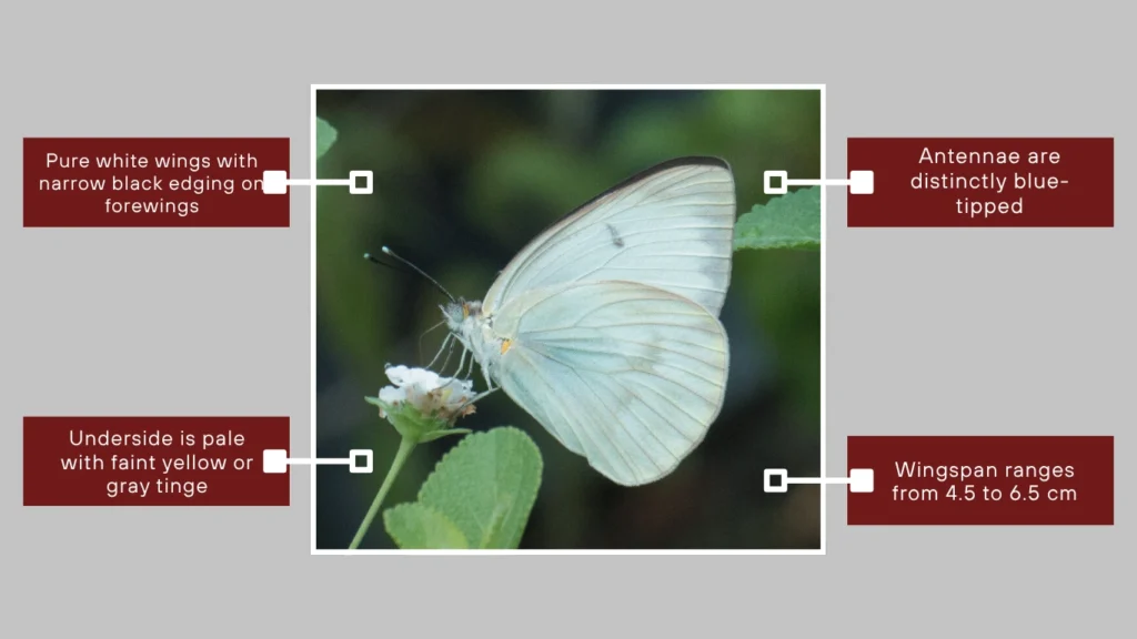 Great Southern White