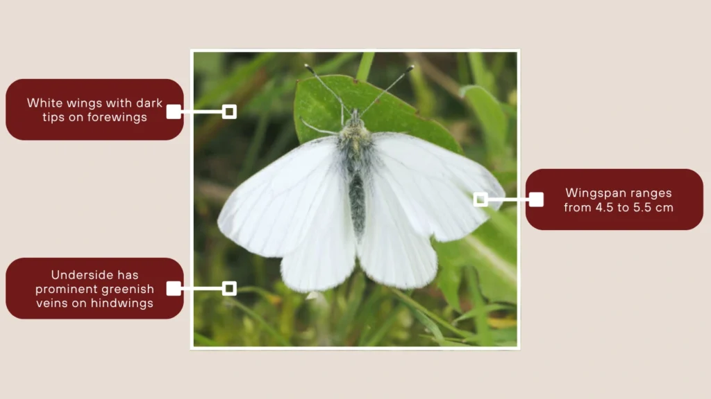 Green-veined White Butterfly