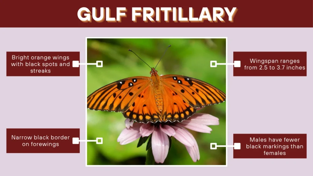 Gulf Fritillary