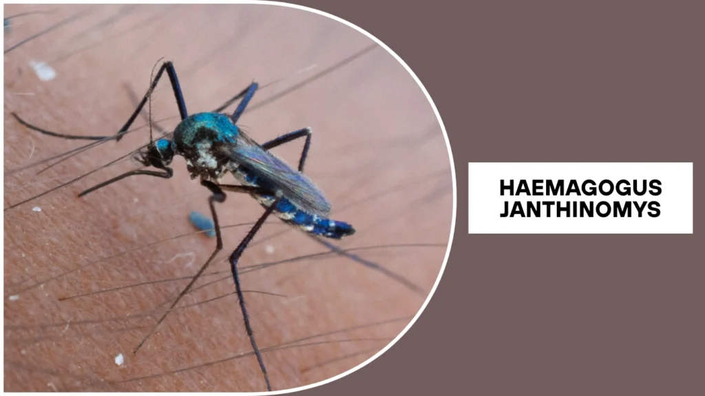 Haemagogus janthinomys