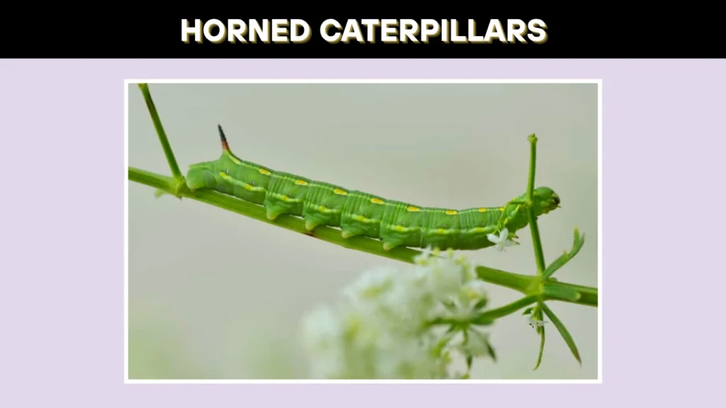 Horned Caterpillars