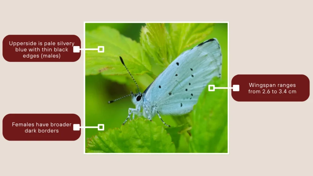 Holly Blue Butterfly