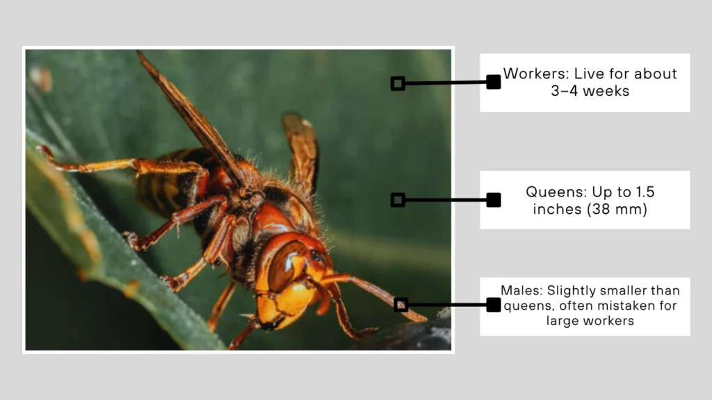 How big do European hornets get