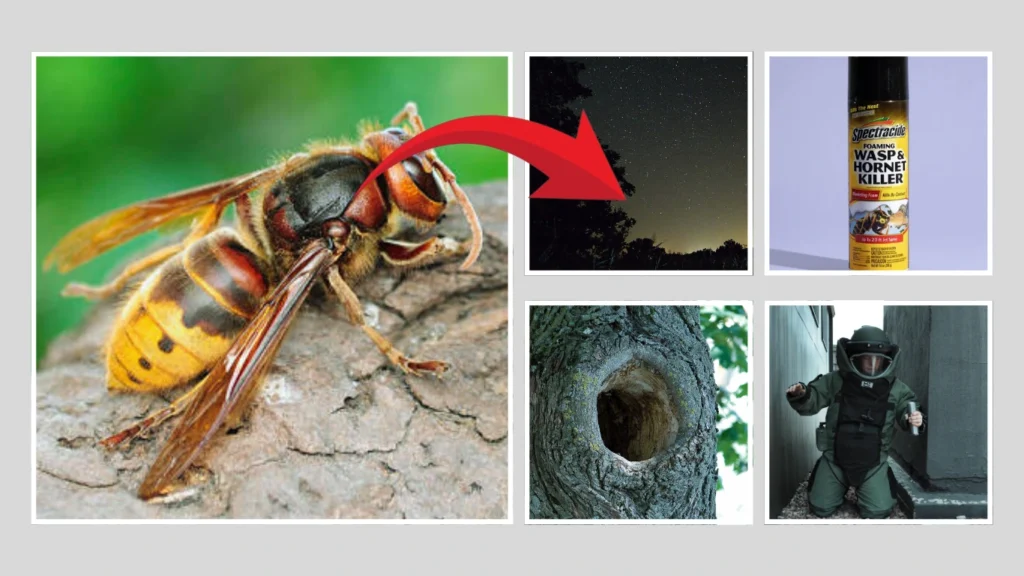 How to get rid of a European hornet nest