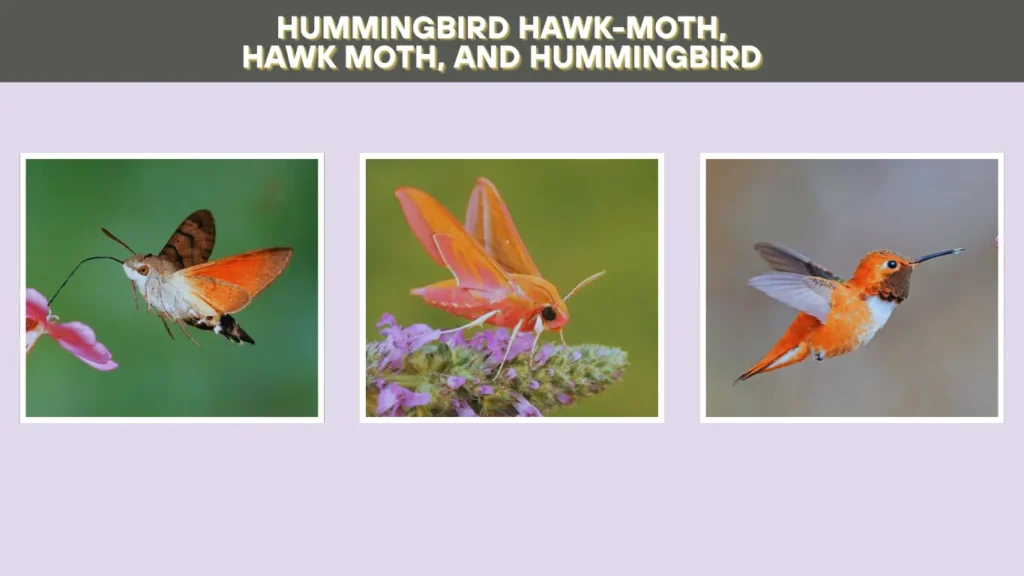 Hummingbird Hawk Moth Facts Habitat Caterpillar Lifecycle Pictures Hummingbird Hawk Moth Facts Habitat Caterpillar Lifecycle Pictures
