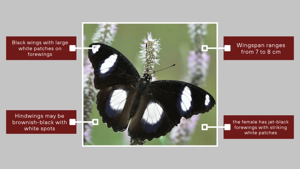 Hypolimnas misippus (Female Mimic Form)