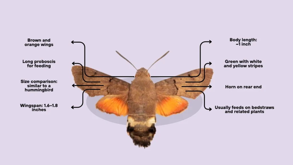 Hummingbird Hawk Moth Facts Habitat Caterpillar Lifecycle Pictures Hummingbird Hawk Moth Facts Habitat Caterpillar Lifecycle Pictures