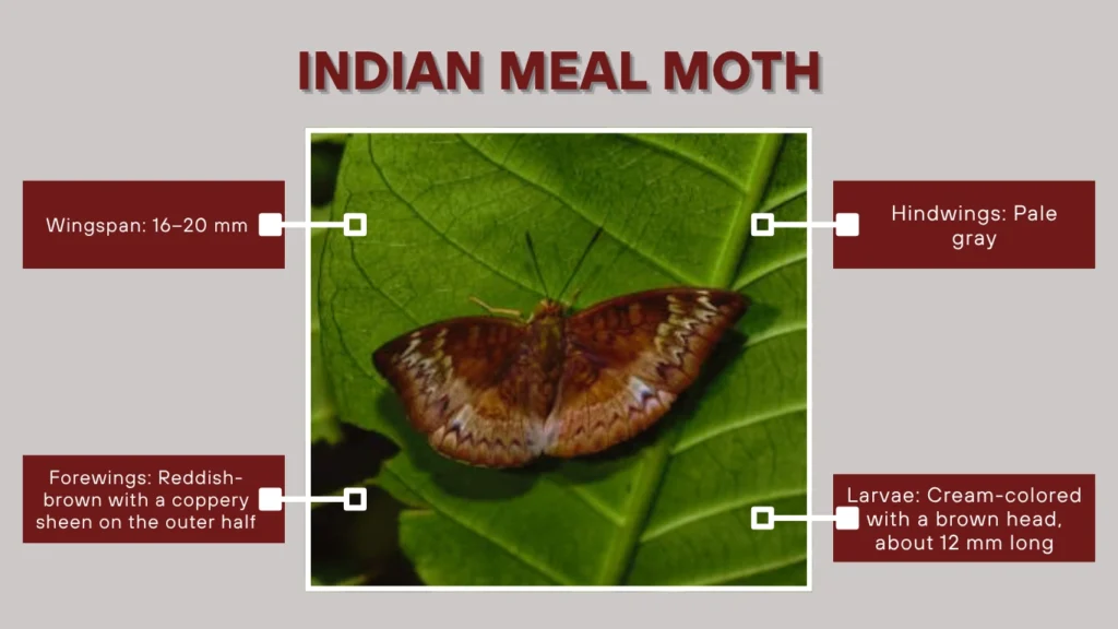 Indian Meal Moth