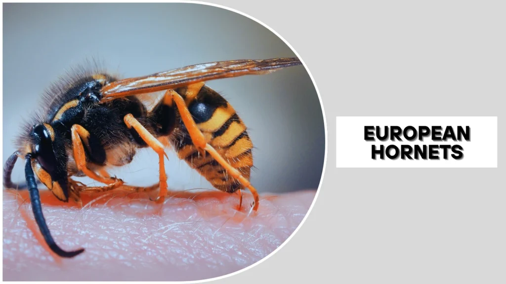 European hornets Invasiveness & U.S. Presence