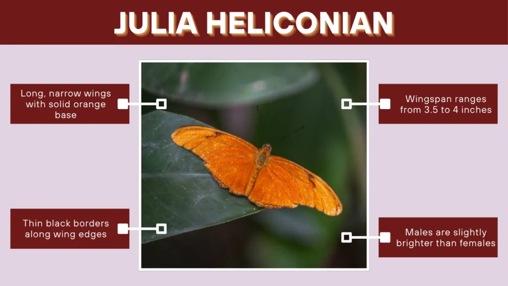 Julia Heliconian