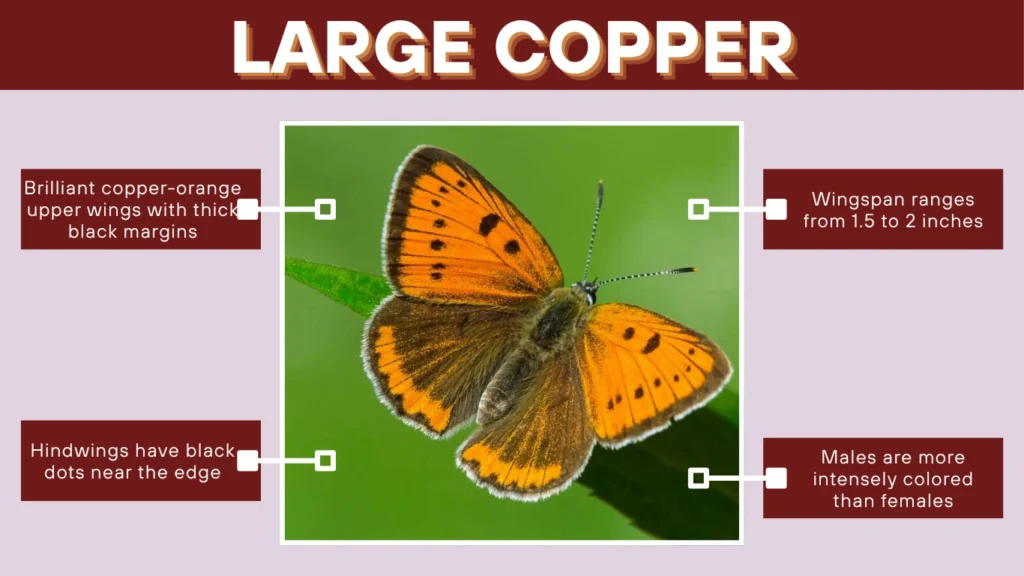 Large Copper