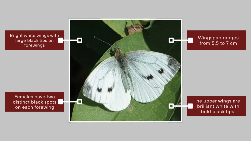 Large White