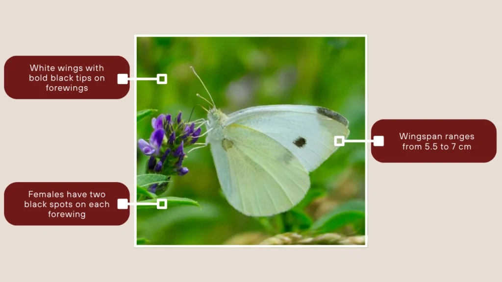 Large White Butterfly