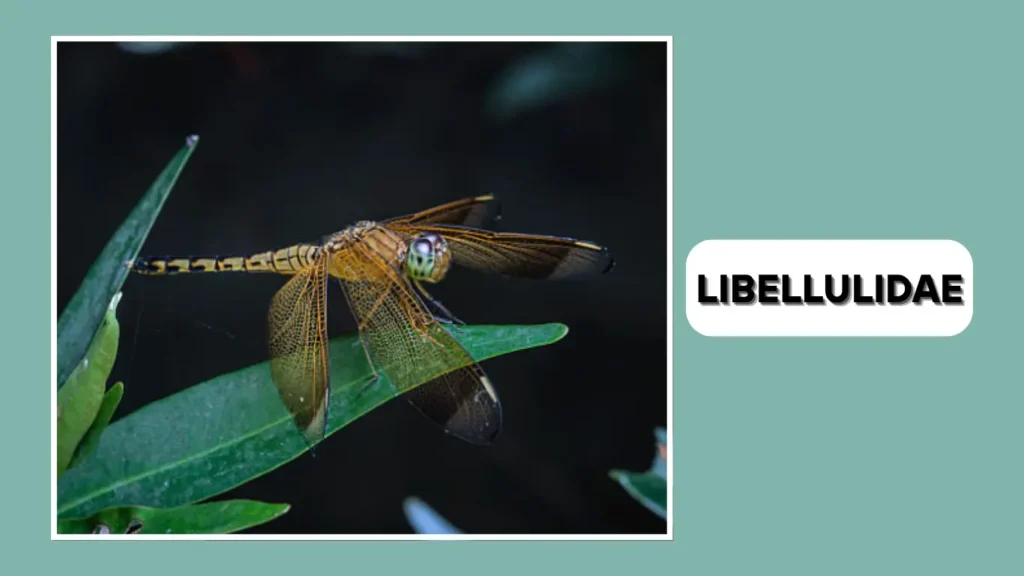 18 Types of Odonata: Dragonflies and Damselflies Identification