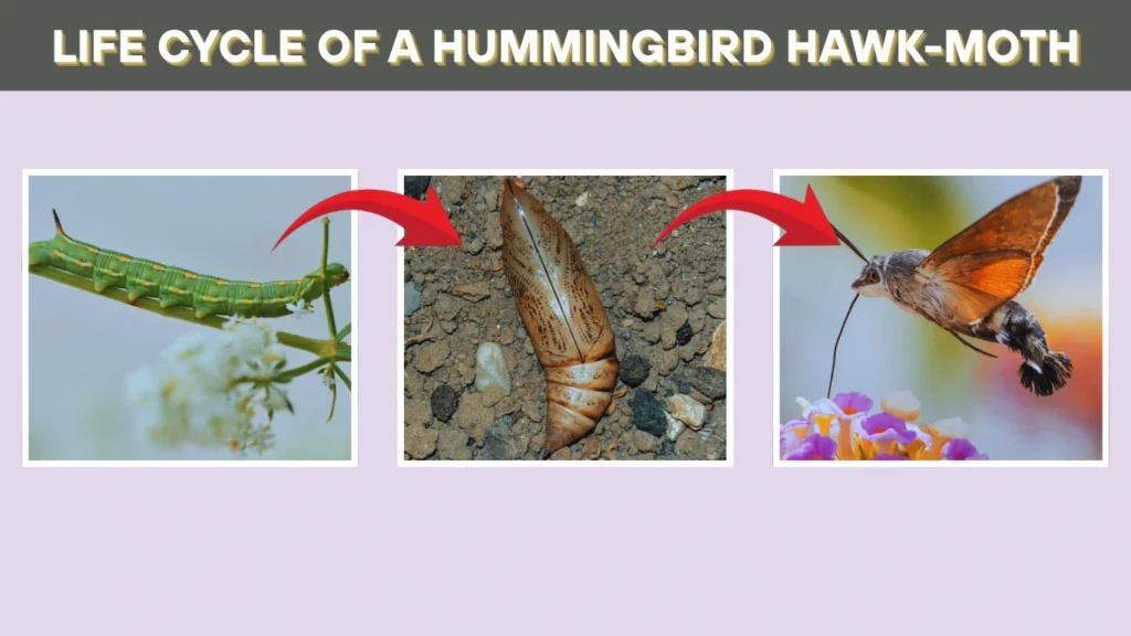 Hummingbird Hawk Moth Facts Habitat Caterpillar Lifecycle Pictures Hummingbird Hawk Moth Facts Habitat Caterpillar Lifecycle Pictures