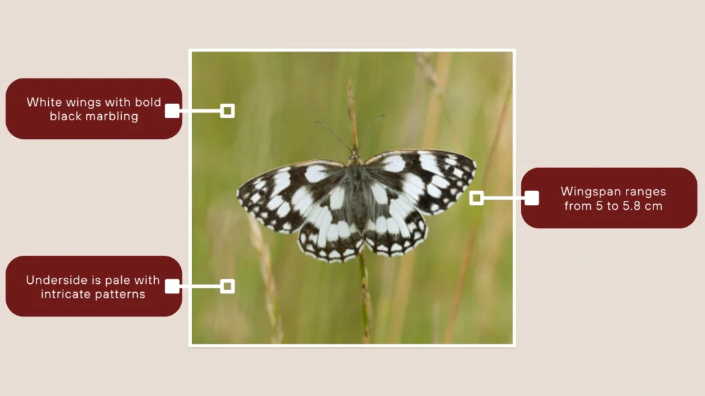 Marbled White Butterfly