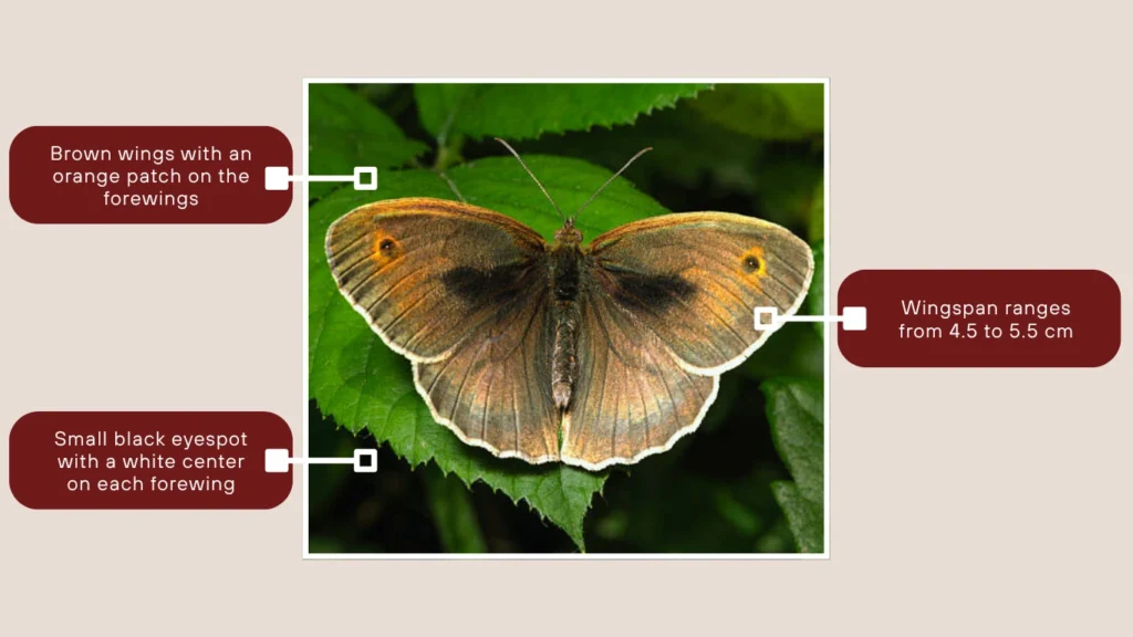 Meadow Brown Butterfly