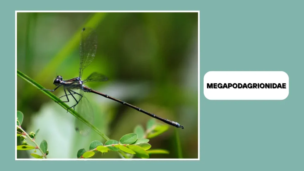    Megapodagrionidae (Flatwings)          