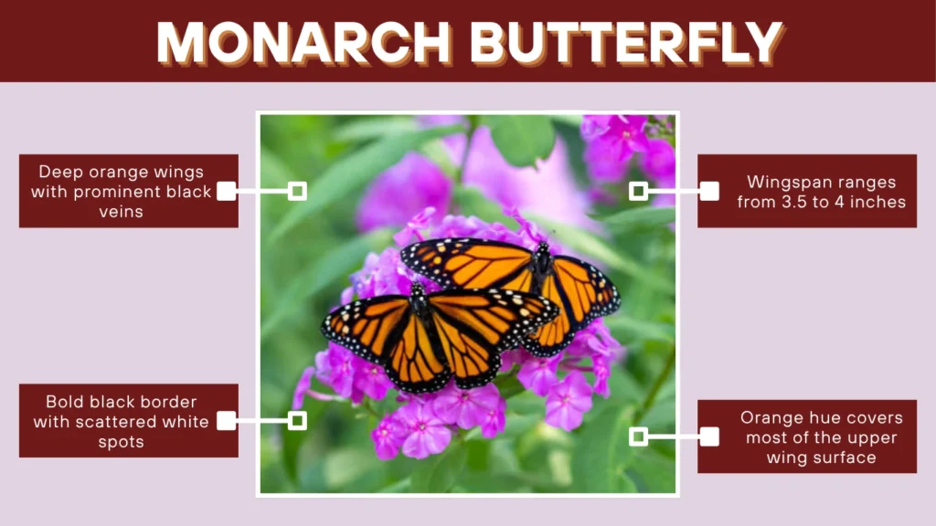 Monarch Butterfly