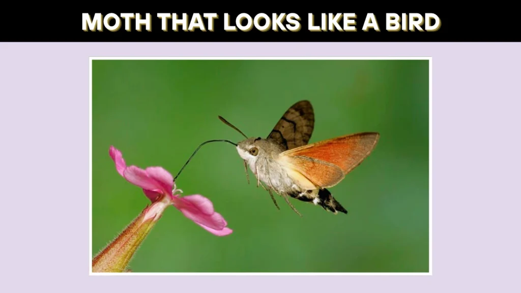 Moth That Looks Like a Bird