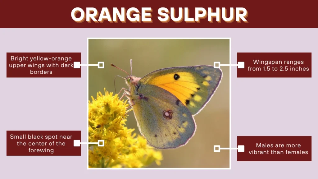 Orange Sulphur