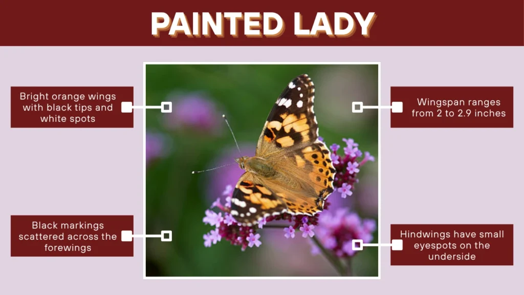 Painted Lady