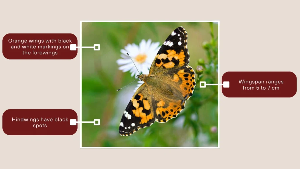 Painted Lady Butterfly