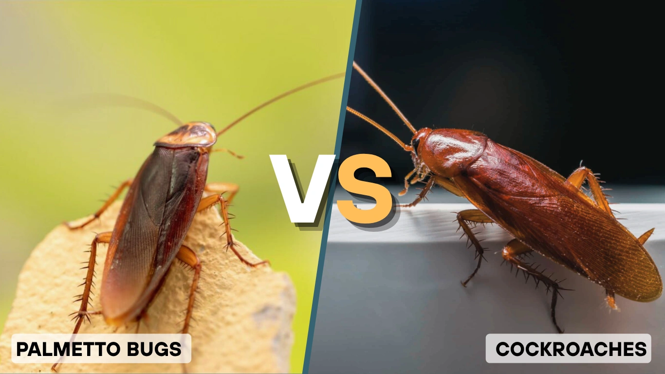 oriental-cockroach-identification-lifecycle-with-pictures