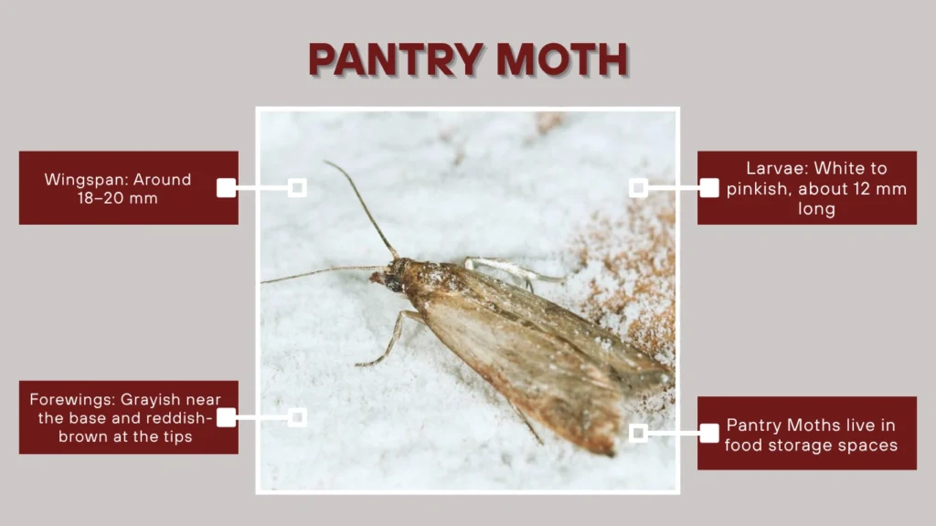 Pantry Moth