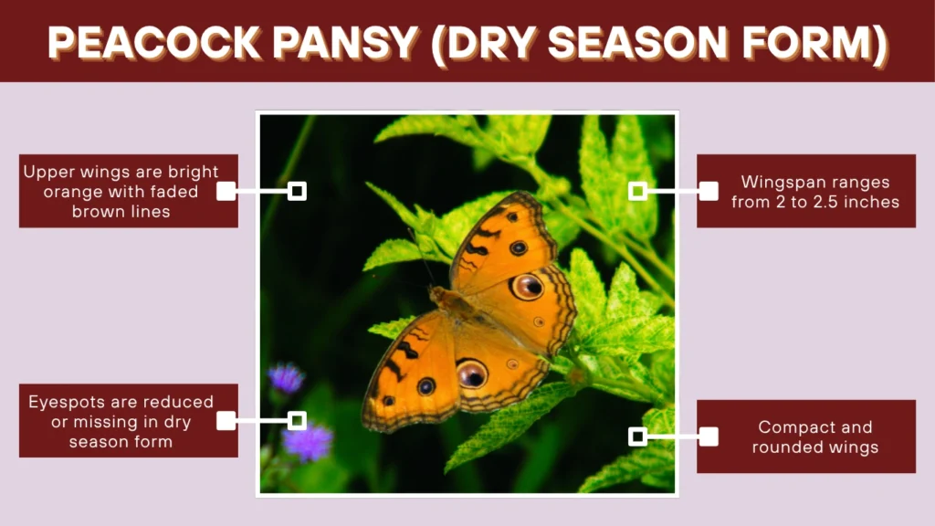 Peacock Pansy (Dry Season Form)