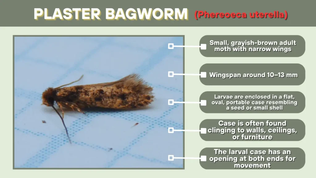 Plaster Bagworm (Phereoeca uterella)