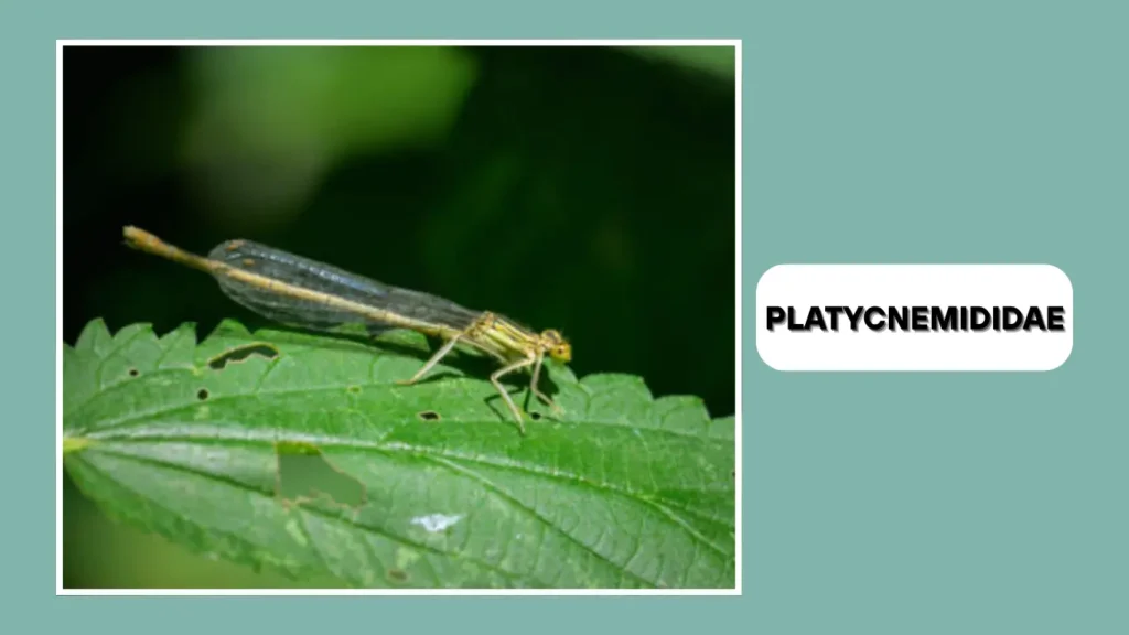 Platycnemididae (White-legged Damselflies)