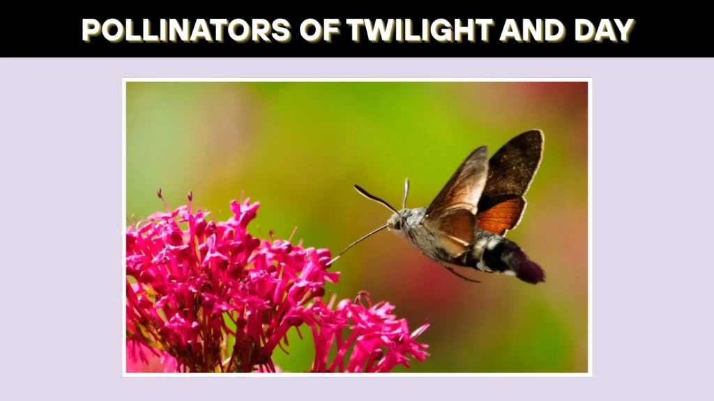 Pollinators of Twilight and Day